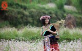 Ngất ngây với cánh đồng hoa tam giác mạch ở Hà Giang